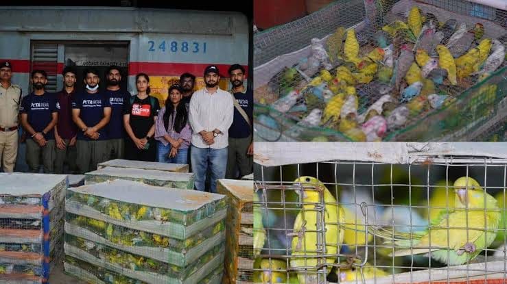 गीतांजली एक्स्प्रेसमधून पक्ष्यांची अमानुष तस्करी; ५५ पक्ष्यांचा तडफडून मृत्यू, कल्याणमधील पेट शॉपवर पोलिसांचा छापा